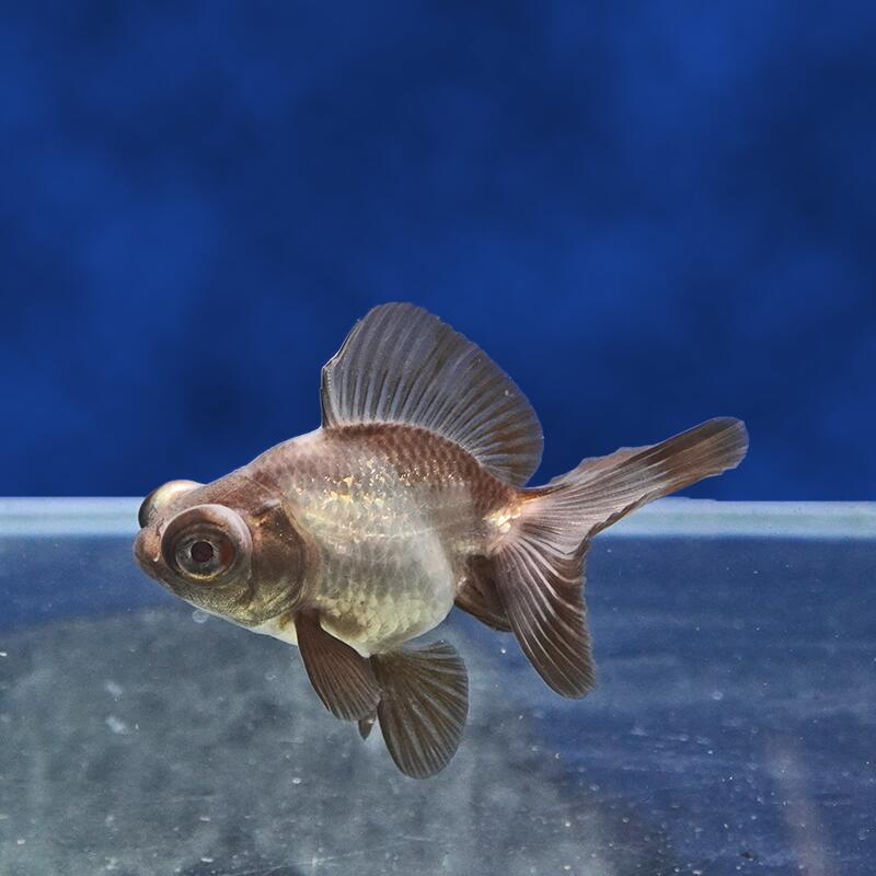 【金魚宝典】メノウ蝶尾　当才（9cm±）★セレクト個体★