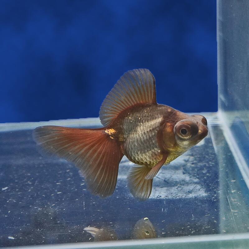 【金魚宝典】メノウ蝶尾　当才（9cm±）★セレクト個体★