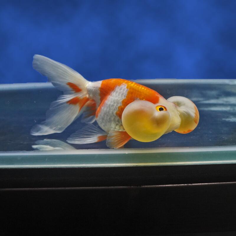 【金魚宝典】更紗水泡眼　当才（12.5cm±）★セレクト個体★