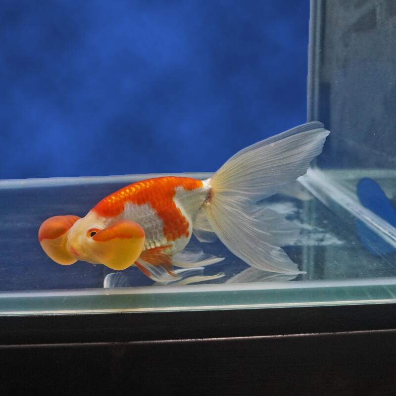 【金魚宝典】更紗水泡眼　当才（12.5cm±）★セレクト個体★