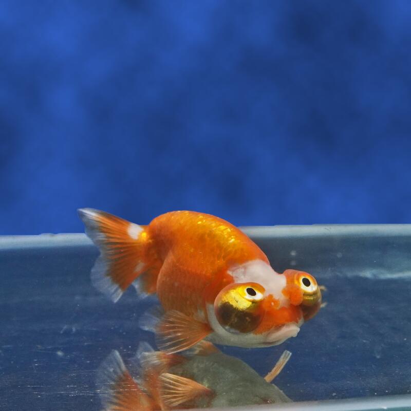 【金魚宝典】頂天花房　当才（9cm±）★セレクト個体★