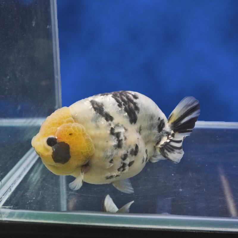 楽天市場】白黒 金魚の通販