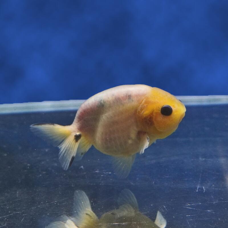 【金魚宝典】絣り柄江戸錦　当才（8cm±）★セレクト個体★