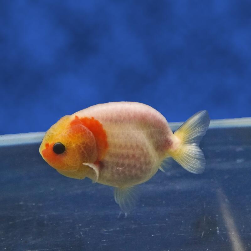 【金魚宝典】もみじらんちゅう　当才（8cm±）★セレクト個体★