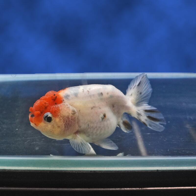 【金魚宝典】キャリコライオンヘッド　当才（9.5cm±）★セレクト個体★