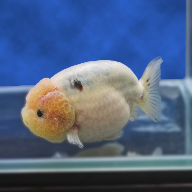 【金魚宝典】絣り柄江戸錦　2才（12cm±）★セレクト個体★
