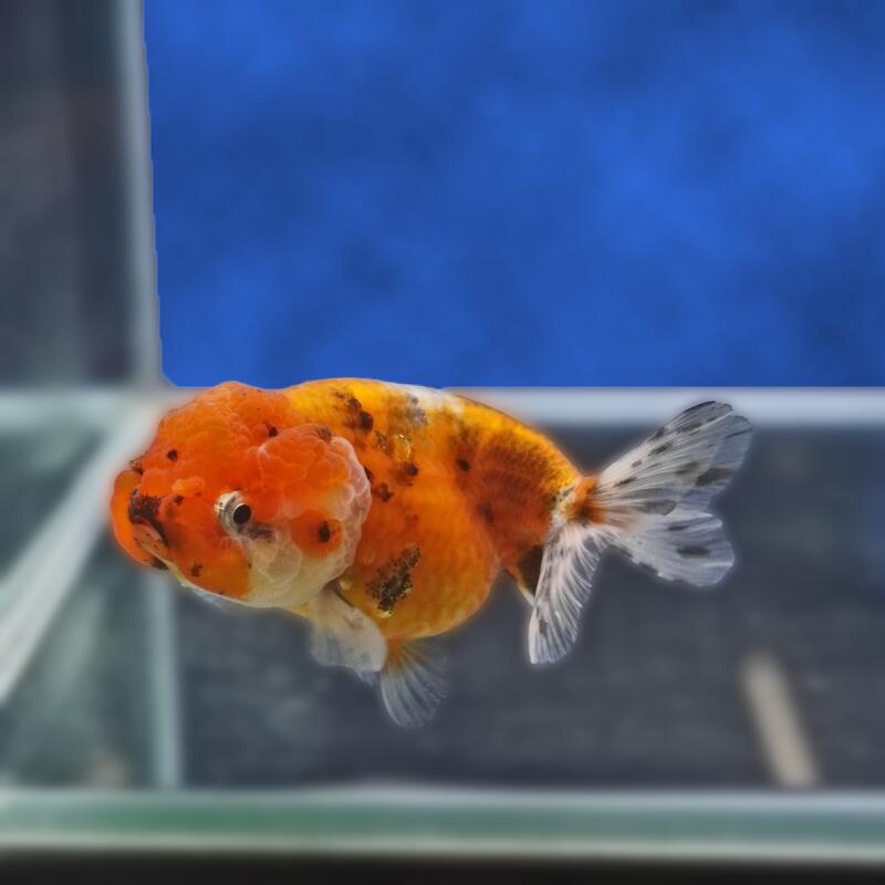 【金魚宝典】キャリコネコガシラ　明け2才（10cm±）★セレクト個体★