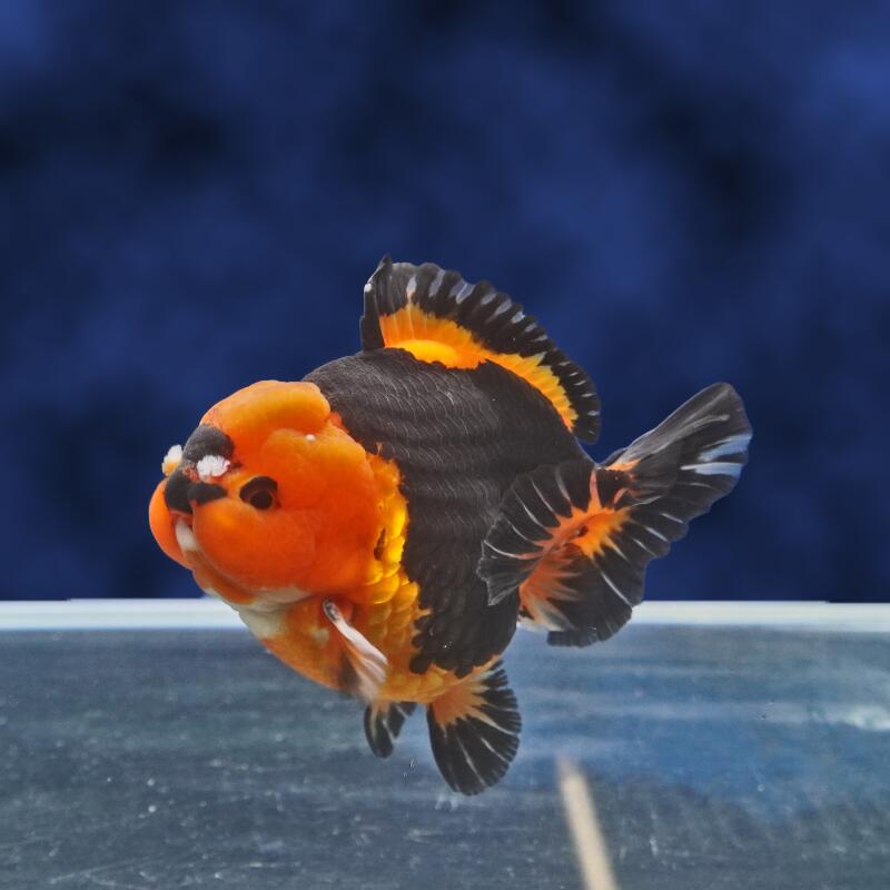 【金魚宝典】虎ショートテールオランダ（花房付き）　2才（12cm±）★セレクト個体★