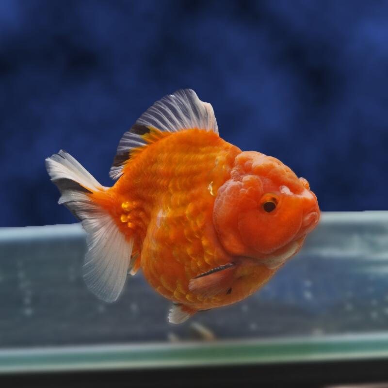 楽天市場】セール SALE（熱帯魚・アクアリウム｜ペット・ペットグッズ 