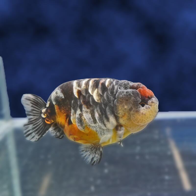 【金魚宝典】キリンドラゴンスケールらんちゅう　2才（10.5cm±）☆たいへん珍しいタイプです！　☆★高級セレクト個体★