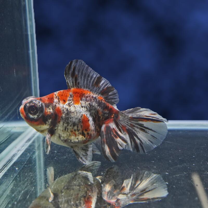 【金魚宝典】銀鱗三色蝶尾　明け2才（9.5cm±）★月間セール品です！　セレクト個体★