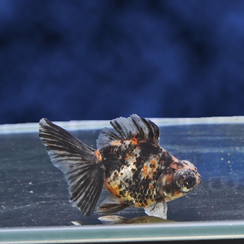 【金魚宝典】銀鱗三色蝶尾　明け2才（9.5cm±）★セレクト個体★