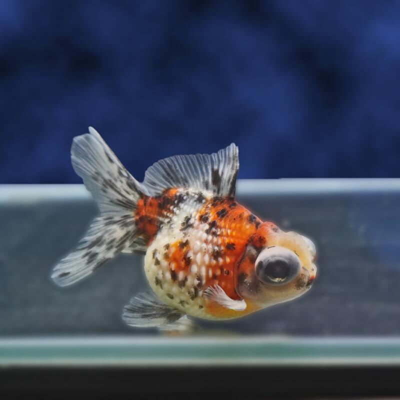 【金魚宝典】キャリコ出目浜錦　2才（10.5cm±）★セレクト個体★