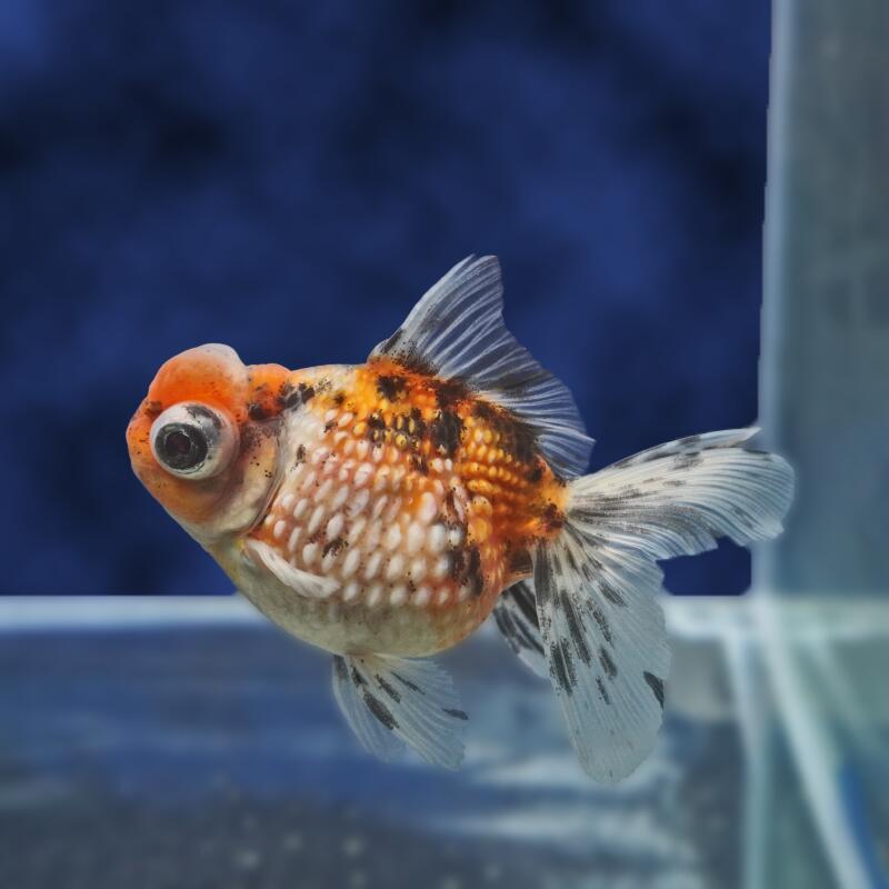 【金魚宝典】キャリコ出目浜錦　2才（10.5cm±）★セレクト個体★