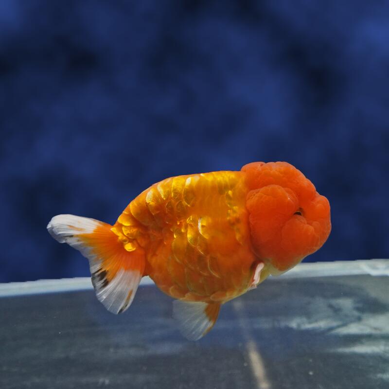 【金魚宝典】桜ドラゴンスケールらんちゅう　2才（11cm±）☆たいへん珍しいタイプです！　☆★高級セレクト個体★