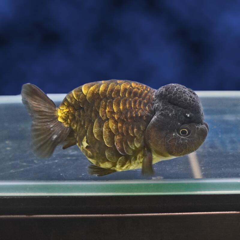 【金魚宝典】黒ドラゴンスケールらんちゅう　2才（11cm±）☆たいへん珍しいタイプです！　☆★高級セレクト個体★