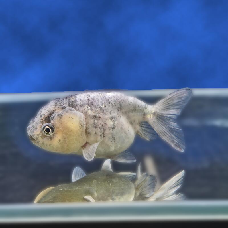 【金魚宝典】白黒ネコガシラ　明け2才（10cm±）★セレクト個体★