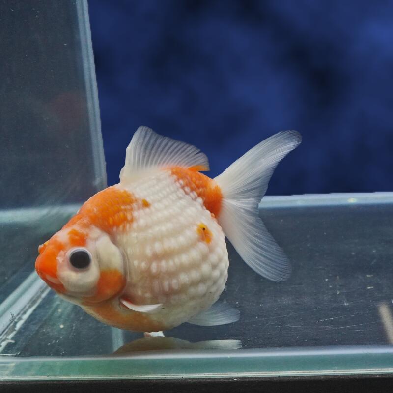 【金魚宝典】更紗ピンポンパール　2才（11.5cm±）★セレクト個体★