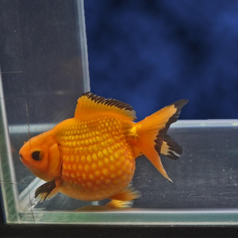 【金魚宝典】レッドピンポンパール　2才（11cm±）★セレクト個体★