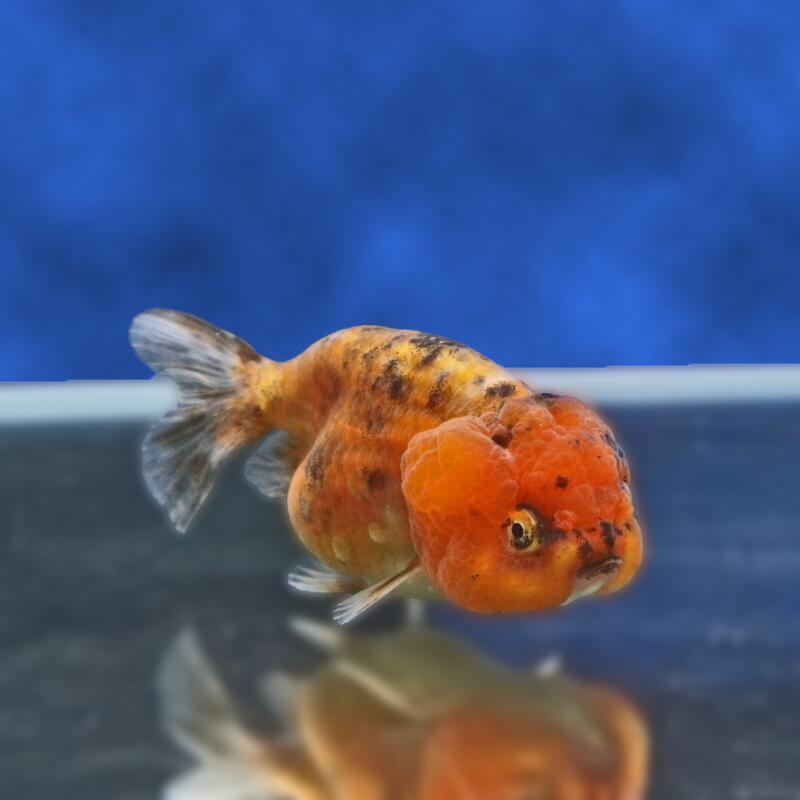 【金魚宝典】キャリコネコガシラ　明け2才（10cm±）★セレクト個体★