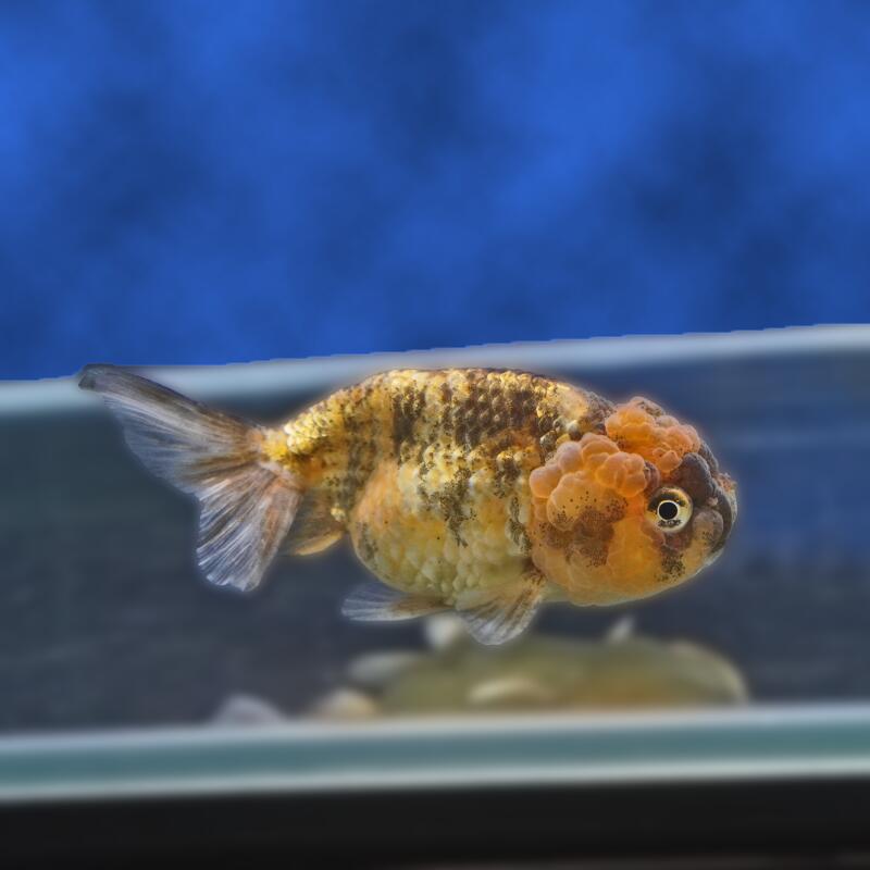 【金魚宝典】銀鱗ゼブラネコガシラ　明け2才（10cm±）★セレクト個体★