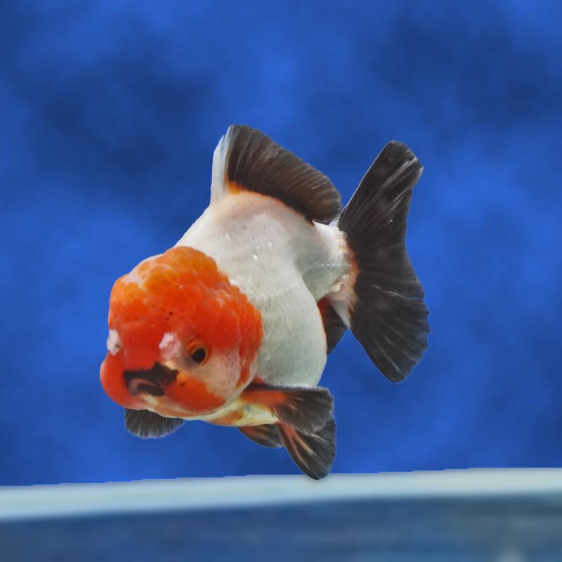 【金魚宝典】三色ショートテールオランダ　明け2才（9cm±）★セレクト個体★
