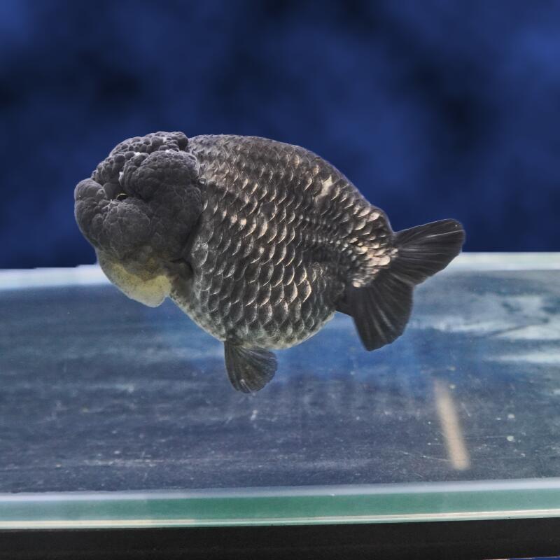 【金魚宝典】青らんちゅう　明け2才（9.5cm±）★セレクト個体★