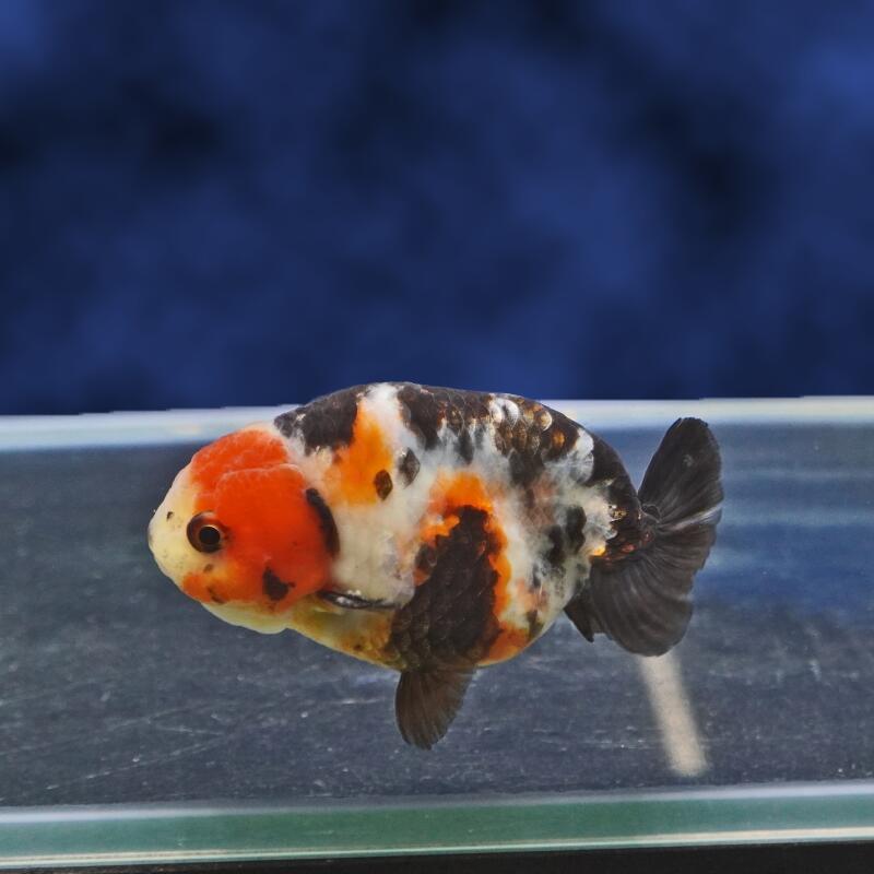 楽天市場】江戸錦（熱帯魚・アクアリウム｜ペット・ペットグッズ）の通販