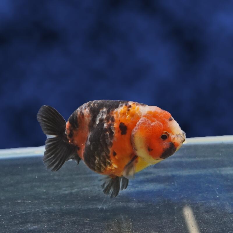 【金魚宝典】江戸錦　2才（9.5cm±）★セレクト個体★