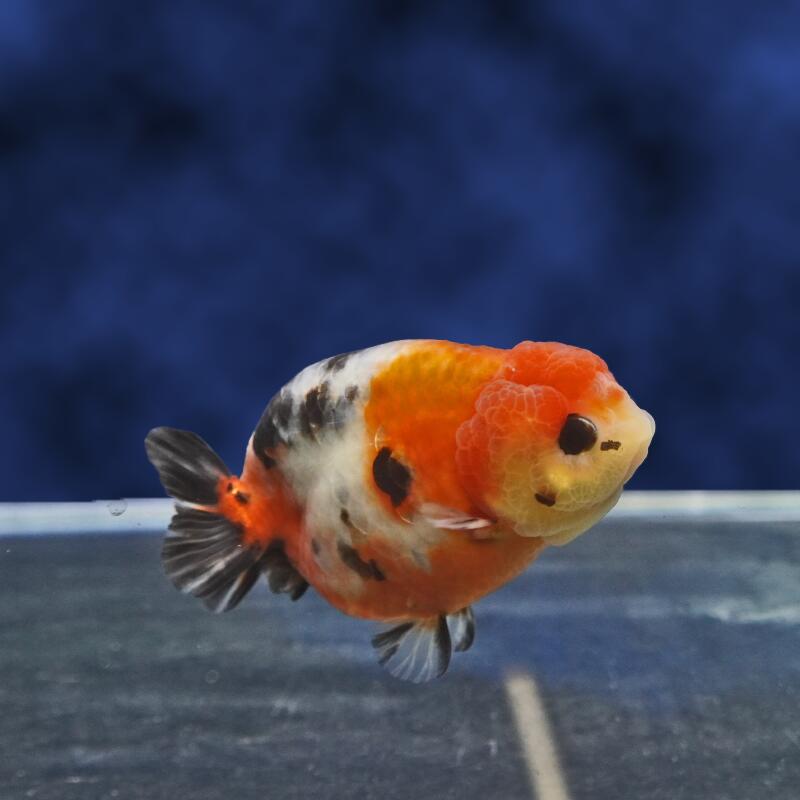 金鱼 - 【金魚宝典】江戸錦　2才（9.5cm±）★セレクト個体★
