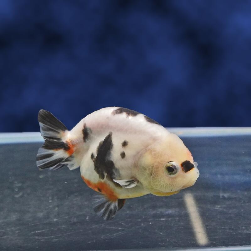 【金魚宝典】変り柄江戸錦　2才（9.5cm±）★セレクト個体★