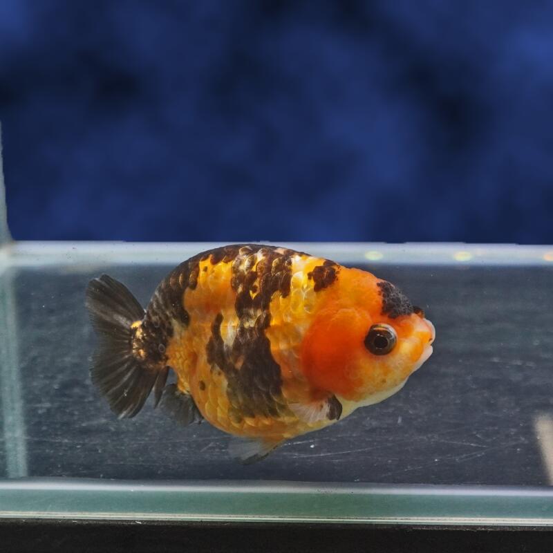金魚 - 【金魚宝典】ゼブラらんちゅう　2才（9cm±）★セレクト個体★