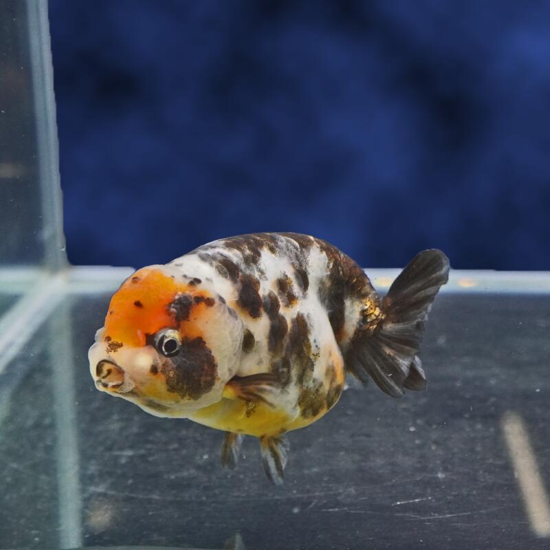 楽天市場】金魚 江戸錦（ペット・ペットグッズ）の通販