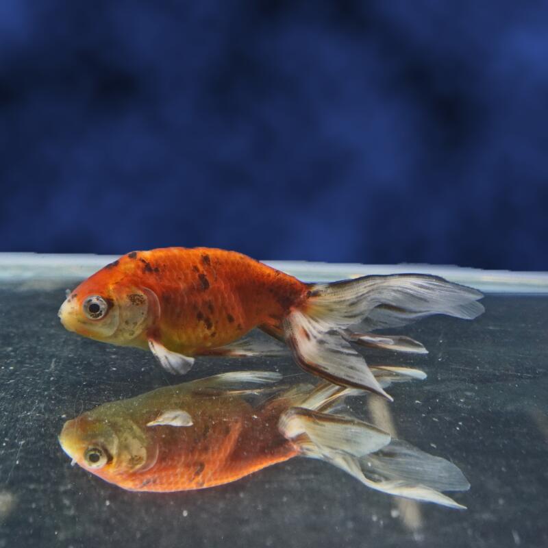 【金魚宝典】キャリコ丹鳳（タンホウ） 2才（10.5cm±）☆たいへん珍しい「宮廷金魚」です！☆★セレクト個体★