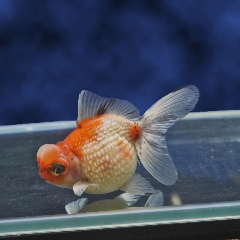 金魚 - 【金魚宝典】更紗出目パールスケール　2才（10.5cm±）★セレクト個体★