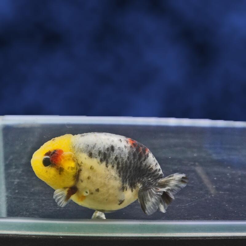 【金魚宝典】キリンらんちゅう　明け2才（9cm±）★セレクト個体★