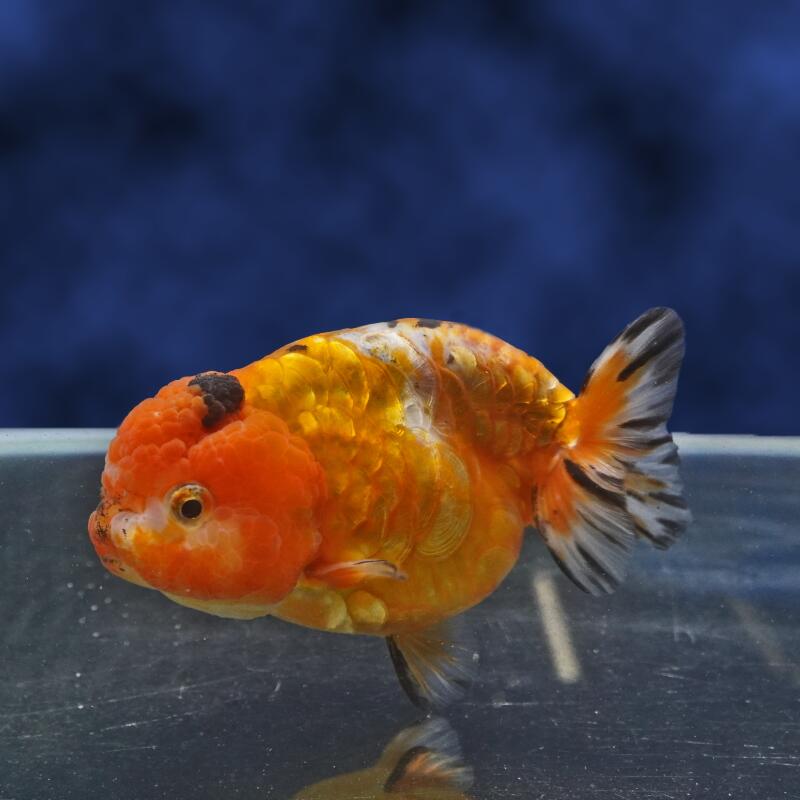 乐天商城 - 【金魚宝典】桜ドラゴンスケールらんちゅう　2才（11.5cm±）★高級セレクト個体★