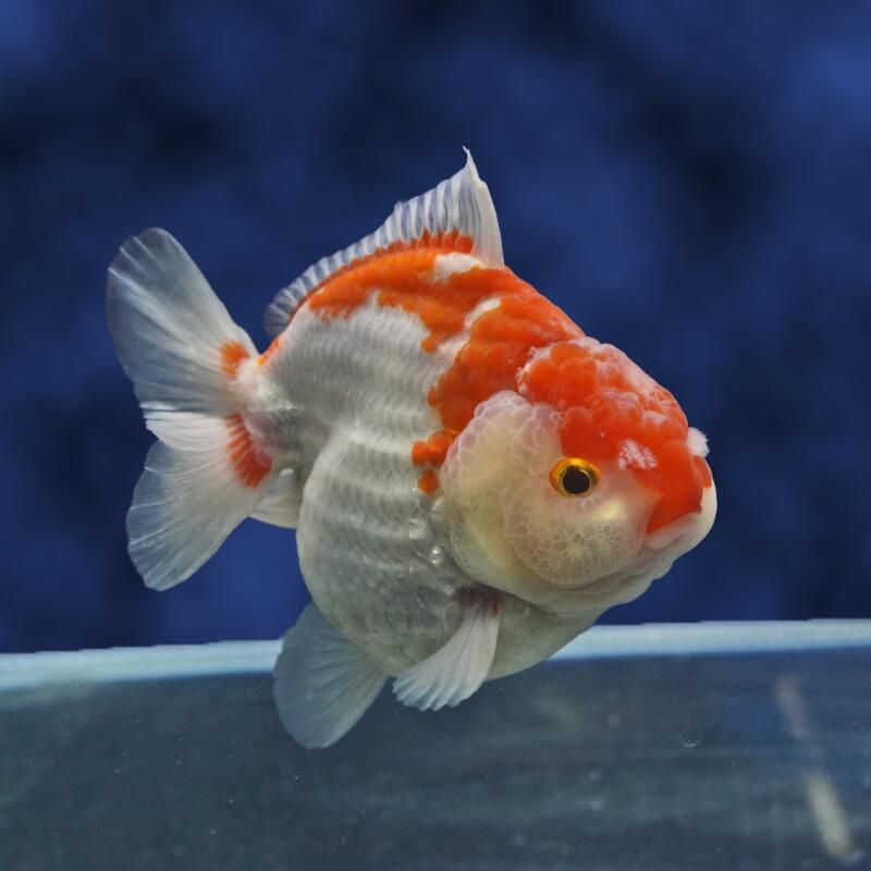 楽天市場】セール SALE（熱帯魚・アクアリウム｜ペット・ペットグッズ
