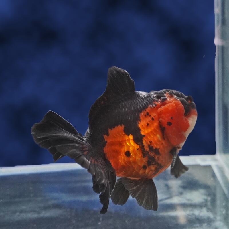 熱帯魚用品（激安）未使用品ばかり imgrc0112172687.jpg