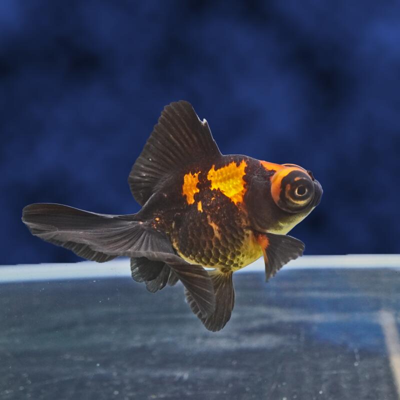 【金魚宝典】虎蝶尾 明け2才（9.5cm±）★セレクト個体★