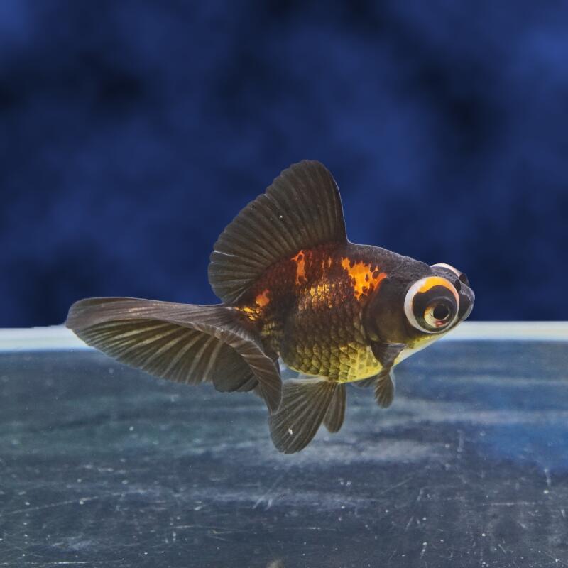 楽天市場】金魚 穂竜の通販