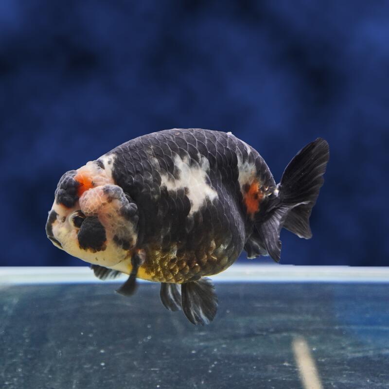 【金魚宝典】墨江戸錦　2才（11.5cm±）★セレクト個体★