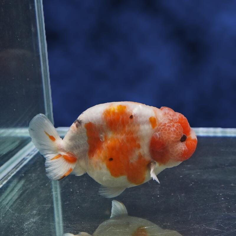【金魚宝典】桜錦　2才（11.5cm±）★セレクト個体★