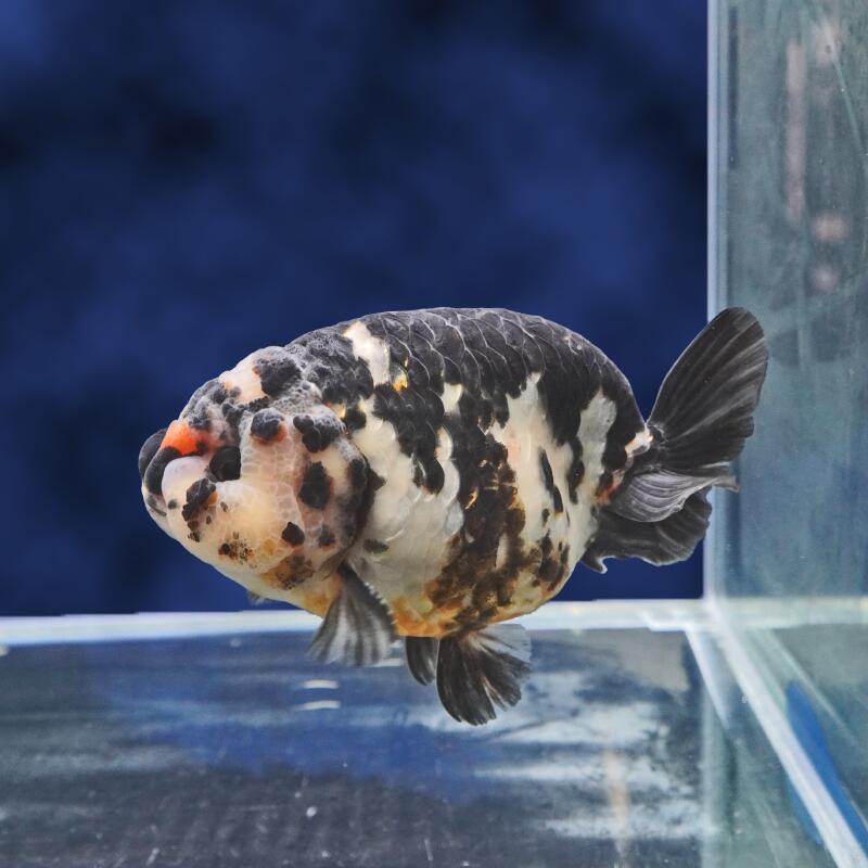 【金魚宝典】墨江戸錦　2才（13cm±）★セレクト個体★