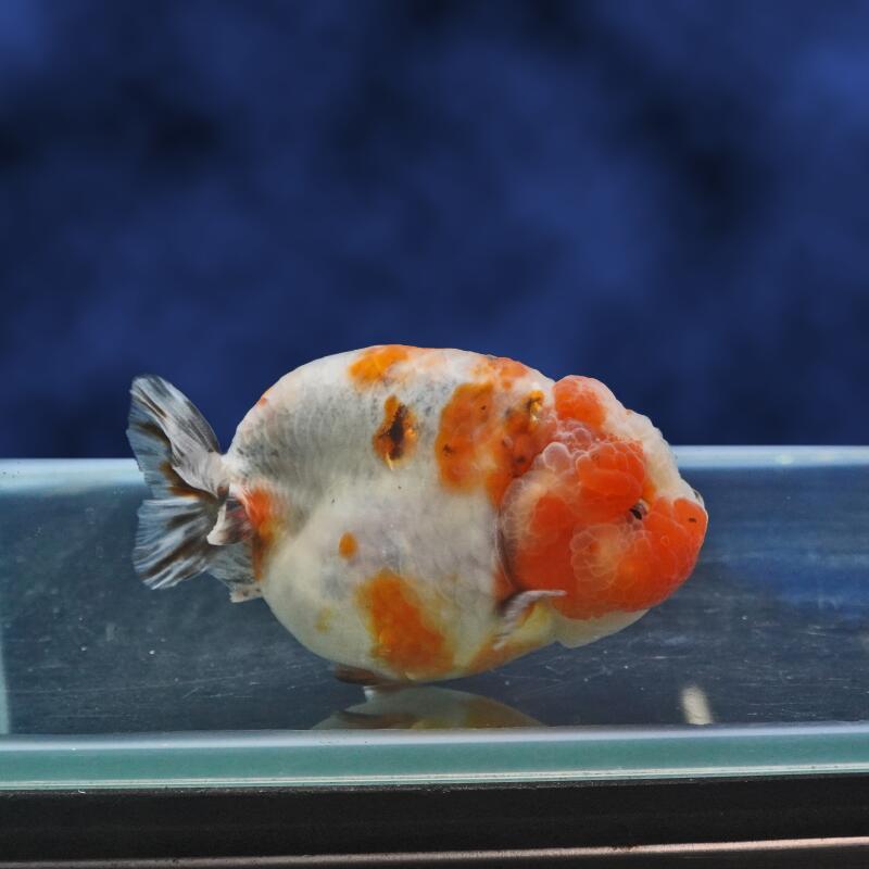 【金魚宝典】桜錦　2才（11.5cm±）★セレクト個体★