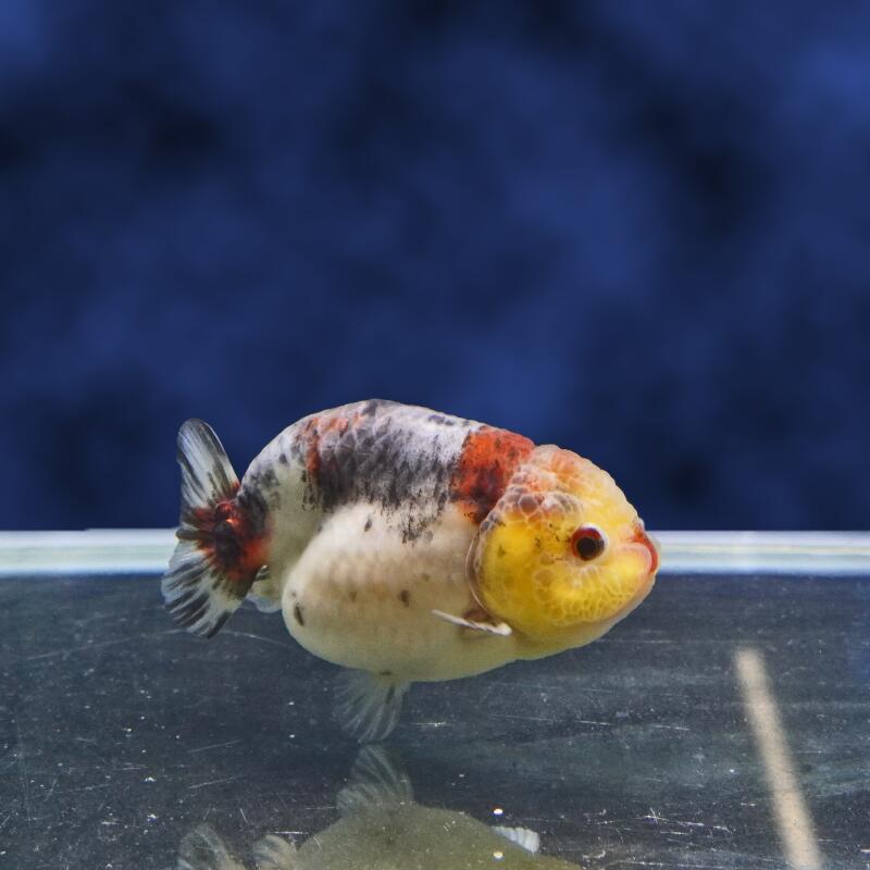 【金魚宝典】キリンらんちゅう　明け2才（9cm±）★セレクト個体★