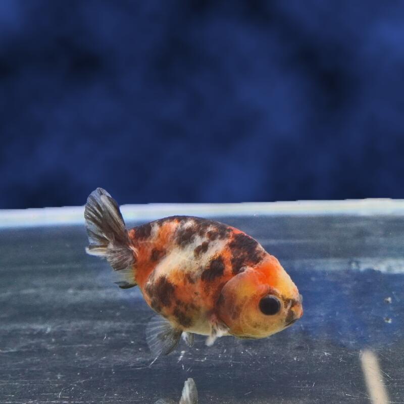 【金魚宝典】墨江戸錦　明け2才（6.5cm±）★セレクト個体★