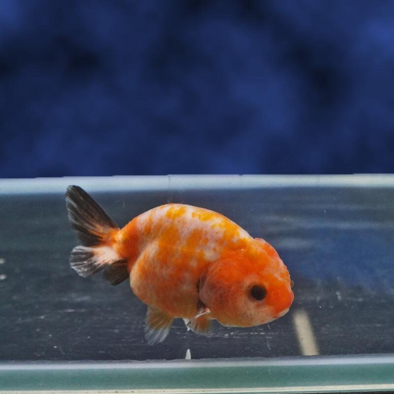 【金魚宝典】もみじらんちゅう　明け2才（7cm±）★セレクト個体★