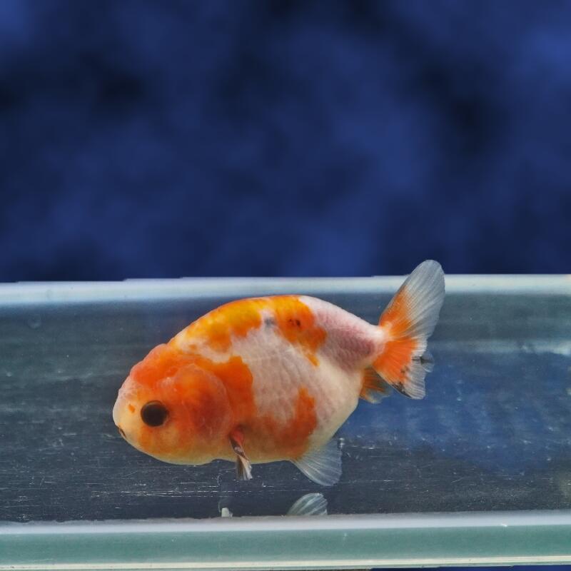 【金魚宝典】もみじらんちゅう　明け2才（7cm±）★セレクト個体★