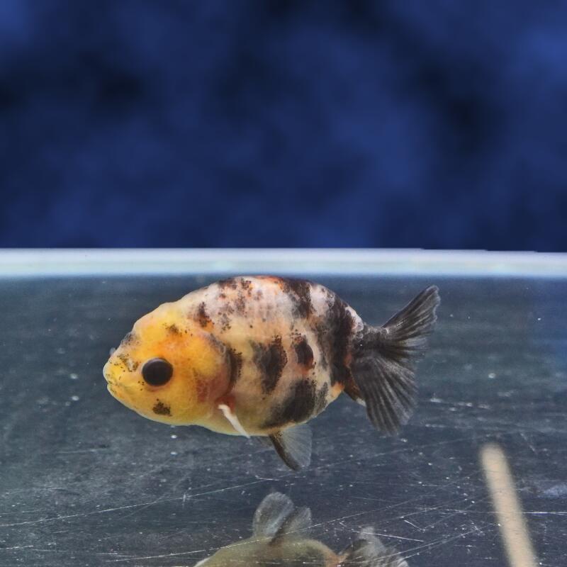 乐天商城 - 【金魚宝典】変り柄江戸錦　明け2才（6.5cm±）★セレクト個体★